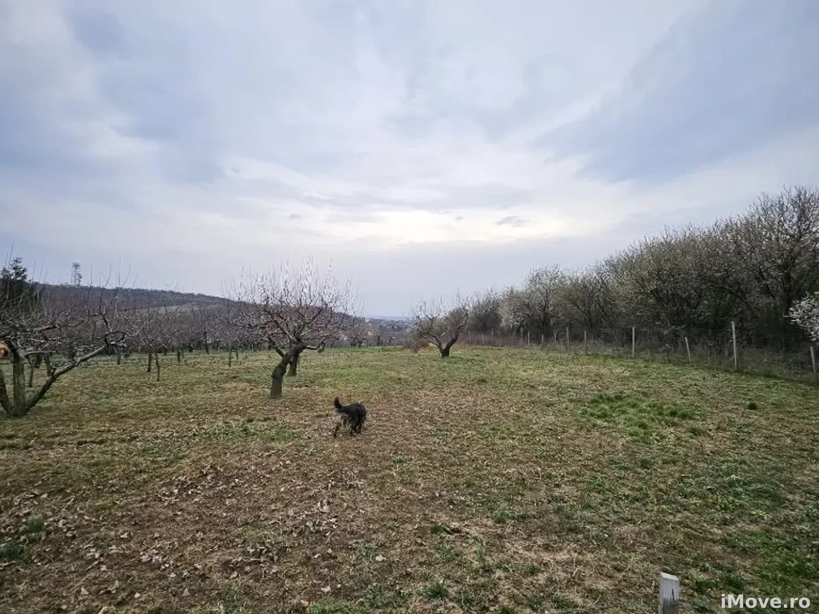 De vanzare teren intravilan, situat pe str. Piersicilor Oradea