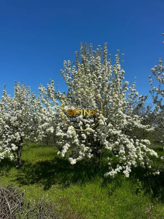 De vanzare ferma Calarasi in stare de conservare - sere - livada