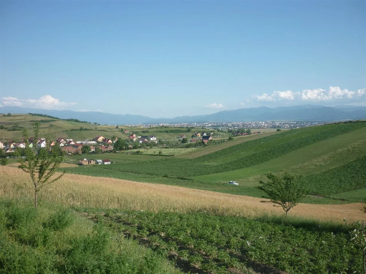 Teren 5000mp cu livada in Sura Mare panorama deosebita