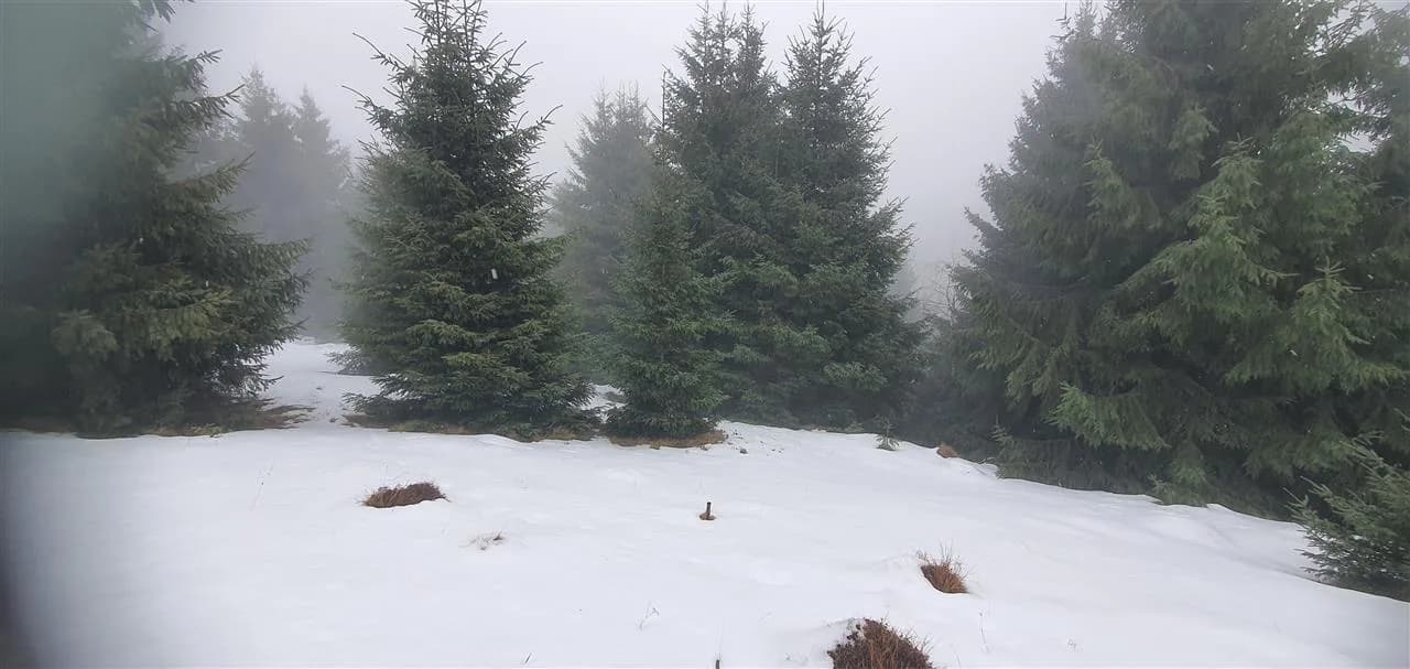 Teren 5.000 mp in Păltiniș Zona Vălari (Priveliște Panoramică & Intimitate)